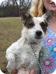 Jack Russell Terrier Mix Dog for Sale in Richmond, Virginia - Lola Jack Russell Terrier Mix Dog for Sale in Richmond, Virginia - Lola