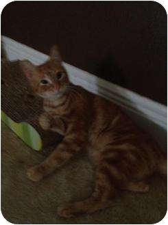 Domestic Shorthair Cat for Sale in Mobile, Alabama - Goldielocks Domestic Shorthair Cat for Sale in Mobile, Alabama - Goldielocks