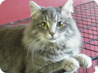 Maine Coon Cat for Sale in cumberland, Rhode Island - Bonnie Blu Maine Coon Cat for Sale in cumberland, Rhode Island - Bonnie Blu