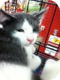 Domestic Shorthair Kitten for Sale in La Canada Flintridge, California - Cody Domestic Shorthair Kitten for Sale in La Canada Flintridge, California - Cody