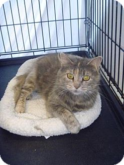 Domestic Mediumhair Cat for Sale in Franklin, New York - Gabby Domestic Mediumhair Cat for Sale in Franklin, New York - Gabby