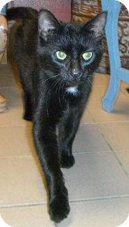Domestic Shorthair Cat for Sale in Jackson, Michigan - Gracie Domestic Shorthair Cat for Sale in Jackson, Michigan - Gracie