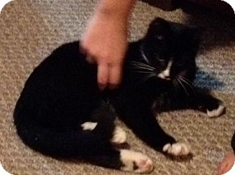 Domestic Shorthair Kitten for Sale in Grand Rapids, Michigan - Burke Domestic Shorthair Kitten for Sale in Grand Rapids, Michigan - Burke