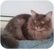 Domestic Longhair Cat for Sale in Anchorage, Alaska - Ceasar Domestic Longhair Cat for Sale in Anchorage, Alaska - Ceasar