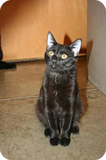 Bombay Kitten for Sale in Scottsdale, Arizona - Twister- Courtesy Post Bombay Kitten for Sale in Scottsdale, Arizona - Twister- Courtesy Post