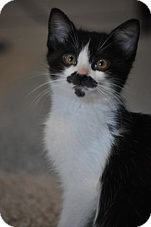 Domestic Mediumhair Kitten for Sale in Modesto, California - Mario Domestic Mediumhair Kitten for Sale in Modesto, California - Mario