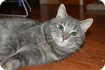 Domestic Shorthair Cat for Sale in Emsdale (Huntsville), Ontario - Lenny - What a Character! Domestic Shorthair Cat for Sale in Emsdale (Huntsville), Ontario - Lenny - What a Character!