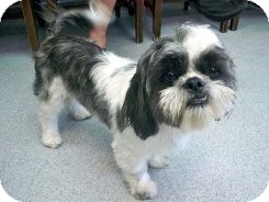 Lhasa Apso/Shih Tzu Mix Dog for Sale in Los Angeles, California - PAISANO Lhasa Apso/Shih Tzu Mix Dog for Sale in Los Angeles, California - PAISANO