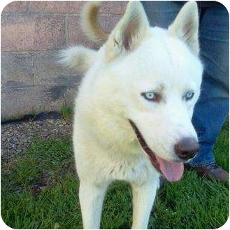 Husky Dog for Sale in Corona, California - Dierk Husky Dog for Sale in Corona, California - Dierk