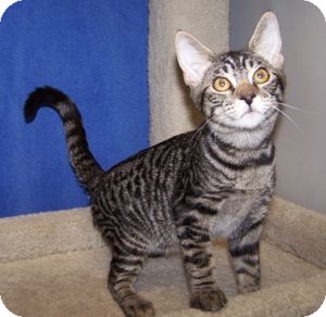 Domestic Shorthair Cat for Sale in Colorado Springs, Colorado - K-Hart5-Nelson Domestic Shorthair Cat for Sale in Colorado Springs, Colorado - K-Hart5-Nelson