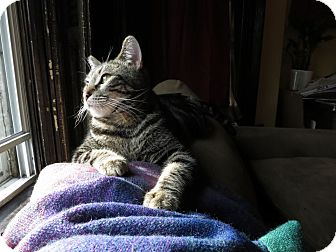 American Shorthair Cat for Sale in Brooklyn, New York - Leo American Shorthair Cat for Sale in Brooklyn, New York - Leo