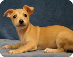 Chihuahua/Dachshund Mix Dog for Sale in Sacramento, California - Sweet Pea Chihuahua/Dachshund Mix Dog for Sale in Sacramento, California - Sweet Pea