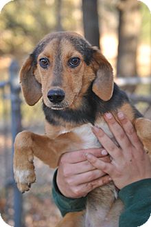 Shepherd (Unknown Type)/Beagle Mix Puppy for Sale in manasquam, New Jersey - Casey Shepherd (Unknown Type)/Beagle Mix Puppy for Sale in manasquam, New Jersey - Casey