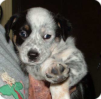 Blue Heeler/Catahoula Leopard Dog Mix Puppy for Sale in Granbury, Texas - Sally Blue Heeler/Catahoula Leopard Dog Mix Puppy for Sale in Granbury, Texas - Sally