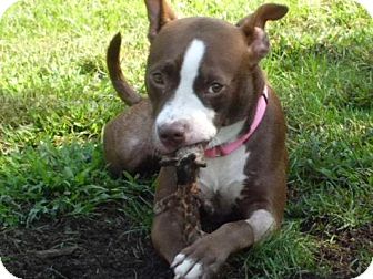 American Staffordshire Terrier Mix Dog for Sale in New York, New York - Lizzy American Staffordshire Terrier Mix Dog for Sale in New York, New York - Lizzy