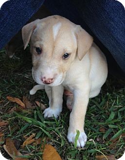 Labrador Retriever Mix Puppy for Sale in Gainesville, Florida - Owen Labrador Retriever Mix Puppy for Sale in Gainesville, Florida - Owen