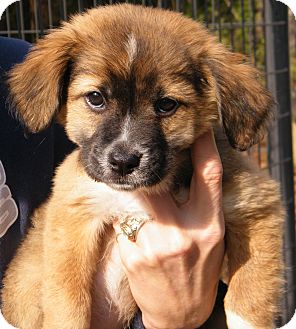 Shepherd (Unknown Type)/Labrador Retriever Mix Puppy for Sale in cumberland, Rhode Island - Toby Shepherd (Unknown Type)/Labrador Retriever Mix Puppy for Sale in cumberland, Rhode Island - Toby