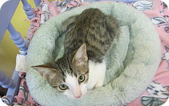 Domestic Shorthair Kitten for Sale in Mobile, Alabama - Topaz Domestic Shorthair Kitten for Sale in Mobile, Alabama - Topaz