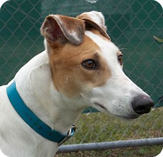 Greyhound Dog for Sale in Longwood, Florida - Starz Harper Greyhound Dog for Sale in Longwood, Florida - Starz Harper