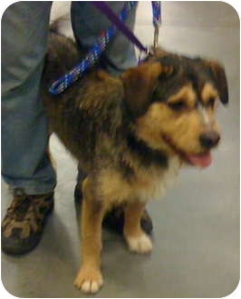 Terrier (Unknown Type, Medium) Mix Dog for Sale in Loudonville, New York - Duke (formerly Tinker) Terrier (Unknown Type, Medium) Mix Dog for Sale in Loudonville, New York - Duke (formerly Tinker)