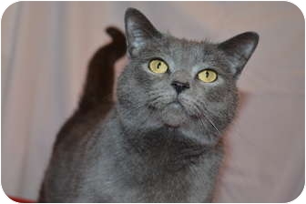 Domestic Shorthair Cat for Sale in Bedford, Virginia - Sophia Domestic Shorthair Cat for Sale in Bedford, Virginia - Sophia