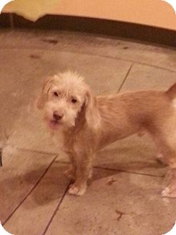 Terrier (Unknown Type, Small)/Dachshund Mix Puppy for Sale in Allentown, Pennsylvania - Rags Terrier (Unknown Type, Small)/Dachshund Mix Puppy for Sale in Allentown, Pennsylvania - Rags