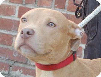 Pit Bull Terrier Mix Dog for Sale in Brooklyn, New York - Highland Pit Bull Terrier Mix Dog for Sale in Brooklyn, New York - Highland
