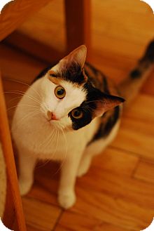 Domestic Shorthair Cat for Sale in Chicago, Illinois - Elphie Domestic Shorthair Cat for Sale in Chicago, Illinois - Elphie