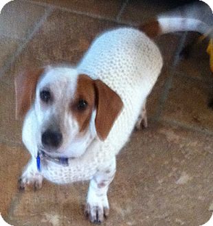 Dachshund Puppy for Sale in Irvine, California - SAMMY the Doxie Dachshund Puppy for Sale in Irvine, California - SAMMY the Doxie