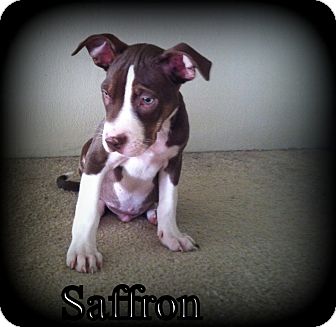 American Pit Bull Terrier/Labrador Retriever Mix Puppy for Sale in Dry Branch, Georgia - Saffron American Pit Bull Terrier/Labrador Retriever Mix Puppy for Sale in Dry Branch, Georgia - Saffron