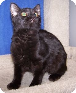 Domestic Mediumhair Cat for Sale in Colorado Springs, Colorado - K-Quail7-Stella Domestic Mediumhair Cat for Sale in Colorado Springs, Colorado - K-Quail7-Stella