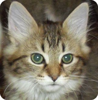 Domestic Longhair Kitten for Sale in Fairborn, Ohio - Charlamayne-Lexington Litter Domestic Longhair Kitten for Sale in Fairborn, Ohio - Charlamayne-Lexington Litter