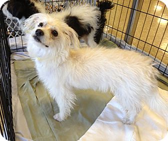 Terrier (Unknown Type, Small) Mix Dog for Sale in Chandler, Arizona - Tinkerbell Terrier (Unknown Type, Small) Mix Dog for Sale in Chandler, Arizona - Tinkerbell
