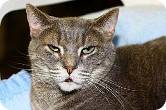 Domestic Shorthair Cat for Sale in Lombard, Illinois - Cartouche Domestic Shorthair Cat for Sale in Lombard, Illinois - Cartouche