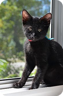 Russian Blue Kitten for Sale in Xenia, Ohio - William Russian Blue Kitten for Sale in Xenia, Ohio - William