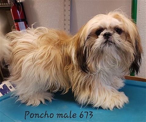 Alpharetta GA Shih Tzu Meet Poncho PENDING A Pet For Adoption