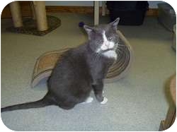 Domestic Shorthair Cat for Sale in Hamburg, New York - Freddy Domestic Shorthair Cat for Sale in Hamburg, New York - Freddy