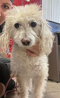 Chandler Az Poodle Miniature Maltese Meet Dasher A Pet For