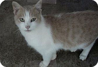 Domestic Shorthair Cat for Sale in Moulton, Alabama - Maxx Domestic Shorthair Cat for Sale in Moulton, Alabama - Maxx
