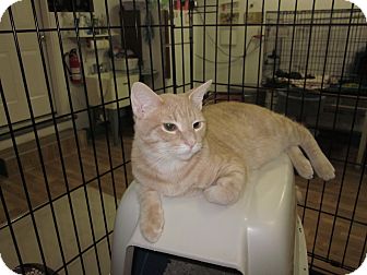 Domestic Shorthair Kitten for Sale in Speonk, New York - Avery Domestic Shorthair Kitten for Sale in Speonk, New York - Avery