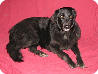 Golden Retriever/Newfoundland Mix Dog for Sale in Seattle, Washington - Catori Golden Retriever/Newfoundland Mix Dog for Sale in Seattle, Washington - Catori