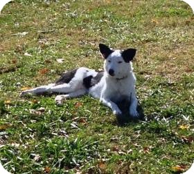 Border Collie Mix Dog for Sale in Russellville, Kentucky - Sophie Border Collie Mix Dog for Sale in Russellville, Kentucky - Sophie