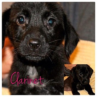Dachshund/Beagle Mix Puppy for Sale in Westland, Michigan - Clarinet Dachshund/Beagle Mix Puppy for Sale in Westland, Michigan - Clarinet