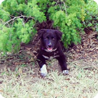 Border Collie Mix Dog for Sale in Houston, Texas - Gypsy Border Collie Mix Dog for Sale in Houston, Texas - Gypsy