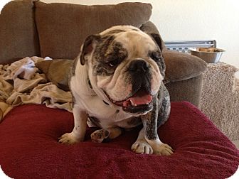 English Bulldog Dog for Sale in Gilbert, Arizona - Oliver English Bulldog Dog for Sale in Gilbert, Arizona - Oliver