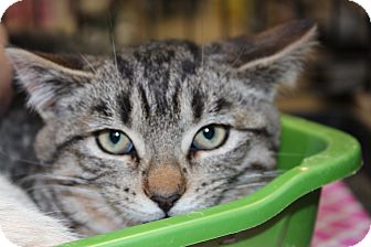 Domestic Shorthair Kitten for Sale in santa monica, California - Liam Domestic Shorthair Kitten for Sale in santa monica, California - Liam