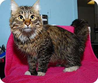 Domestic Longhair Cat for Sale in New York, New York - Parker Domestic Longhair Cat for Sale in New York, New York - Parker
