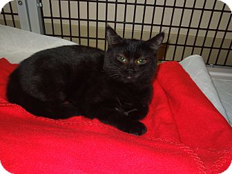 Domestic Shorthair Cat for Sale in Medina, Ohio - Ellie May Domestic Shorthair Cat for Sale in Medina, Ohio - Ellie May