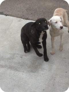 Labrador Retriever/Boxer Mix Puppy for Sale in Seattle, Washington - Clara Labrador Retriever/Boxer Mix Puppy for Sale in Seattle, Washington - Clara