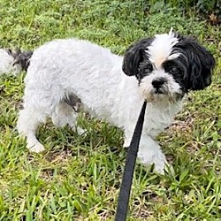 Davie Fl Shih Tzu Meet Hugo A Pet For Adoption Adoptapet